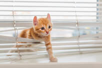 kitten crawling through horizontal window blinds